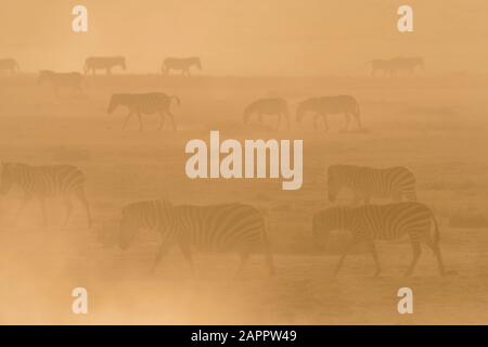 Ebenen Zebras (Equus quagga) gehen in Staub bei Sonnenuntergang, Im Verborgenen Tal, Ndutu, Ngorongoro Schutzgebiet, Serengeti, Tansania Stockfoto