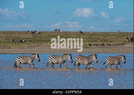 Wandernde Ebenen Zebras (Equus quagga) Wandern in See, Hidden Valley, Ndutu, Ngorongoro Conservation Area, Serengeti, Tansania Stockfoto