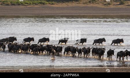 Wandernde Wildebeests (Connochaetes taurinus), die See, Ndutu, Ngorongoro Conservation Area, Serengeti, Tansania überqueren Stockfoto