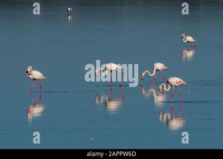Größere Flamingos (Phönicopterus roseus), die sich in See, Ndutu, Ngorongoro Conservation Area, Serengeti, Tansania ernähren Stockfoto