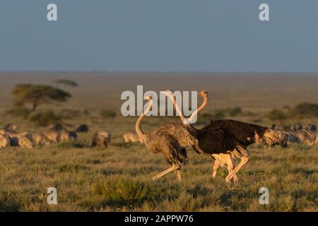 Strauß (Struthio camelus massaicus), Seronera, Serengeti-Nationalpark, Tansania Stockfoto