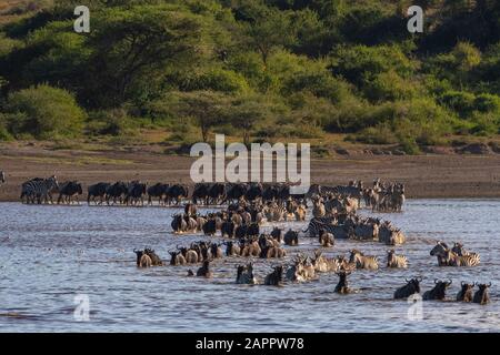 Wandernde Ebenen Zebras (Equus quagga) und Wildebeests (Connochaetes taurinus), die See, Ndutu, Ngorongoro Conservation Area, Serengeti, Tansania überqueren Stockfoto