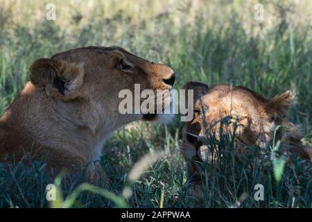 Löwin (Panthera leo), Seronera, Serengeti-Nationalpark, Tansania Stockfoto