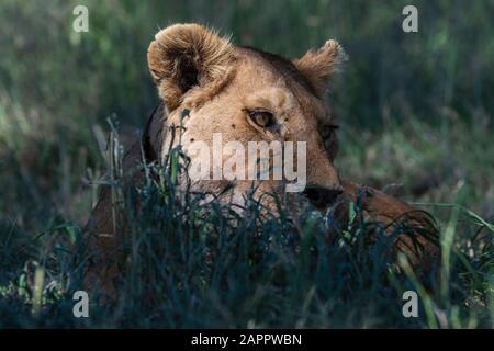 Löwin (Panthera leo), Seronera, Serengeti-Nationalpark, Tansania Stockfoto