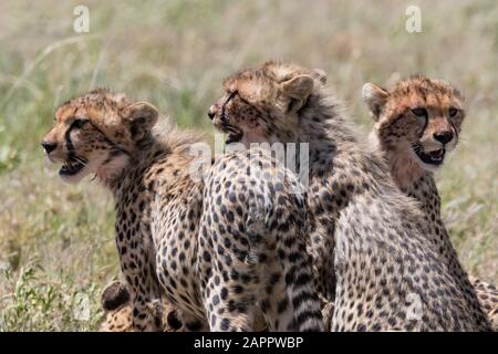 Gepard Cubs (Acynonix jubatus), Seronera, Serengeti National Park, Tansania Stockfoto