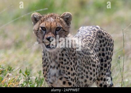 Gepard Cub (Acynonix jubatus), Seronera, Serengeti National Park, Tansania Stockfoto