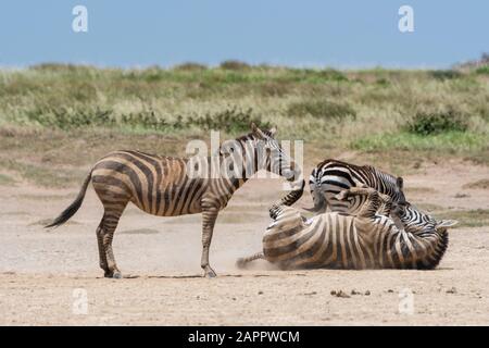 Plains Zebras (Equus quagga) Playing, Seronera, Serengeti National Park, Tansania Stockfoto