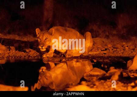 Lioness (Panthera leo) in Waterhole, Ongava Game Reserve, in der Nähe des Etosha National Park, in Namibia Stockfoto