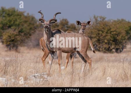 Ein Paar größere Kudus (Tragelaphus strepsiceros), Etosha-Nationalpark, Namibia Stockfoto