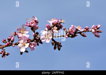 Erste Knospen mit weißen und rosafarbenen Blumen in den Mandelbäumen von Andalucia (Spanien) Stockfoto