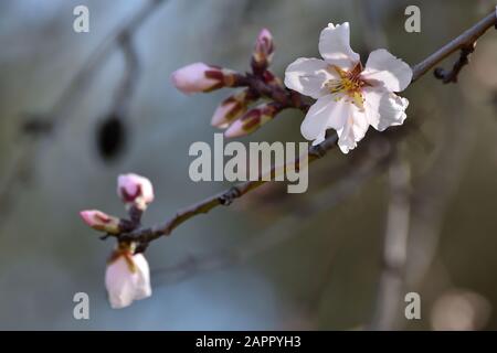 Erste Knospen mit weißen und rosafarbenen Blumen in den Mandelbäumen von Andalucia (Spanien) Stockfoto