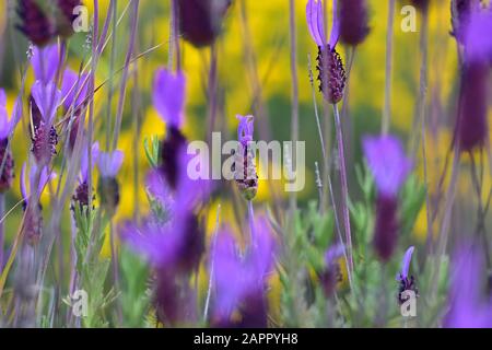 Violetter Blumenwald (Lavandula pedunculata) im Frühjahr mit gelbem Hintergrund aus dem Fokus der Gänseblümchen Stockfoto
