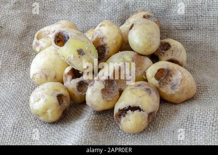 Eine Gruppe frischer Kartoffeln, die von Schädlingskäfern gefunden wurden.selektiver Fokus mit geringer Schärfentiefe. Stockfoto