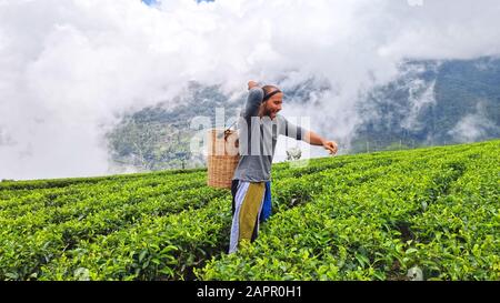 Touristen, die durch Teeplantagen in Nuwara Eliya, Sri Lanka laufen und vorgeben, einheimische Landwirte zu sein Stockfoto