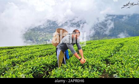 Touristen, die durch Teeplantagen in Nuwara Eliya, Sri Lanka laufen und vorgeben, einheimische Landwirte zu sein Stockfoto