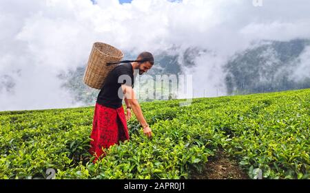 Touristen, die durch Teeplantagen in Nuwara Eliya, Sri Lanka laufen und vorgeben, einheimische Landwirte zu sein Stockfoto