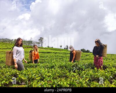 Nuwara Eliya, Sri Lanka, 9. Februar 2019: Touristen, die durch Teeplantagen in Nuwara Eliya, Sri Lanka laufen und so vorgeben, einheimische Landwirte zu sein Stockfoto