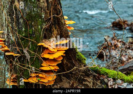 Ein Baum, der sich langsam durch den Bach verschlechtert, mit Pilzen, die auf ihm wachsen. Stockfoto