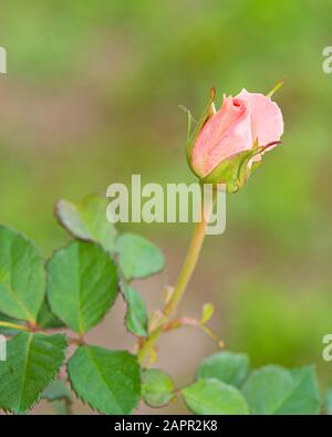 Eine einzelne rosafarbene Rosenknospe noch auf dem Busch. Stockfoto