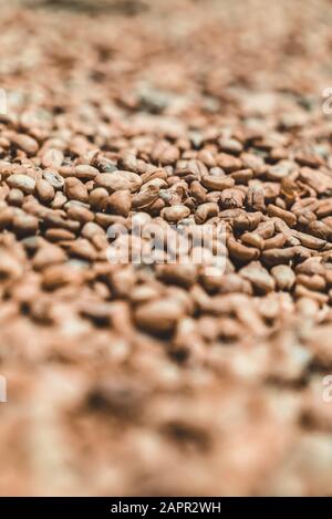 Kopi Luwak Kaffeebohnen Stockfoto