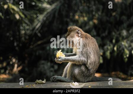 Affe frisst Früchte in einem balinesischen Affenwald in Ubud. Stockfoto