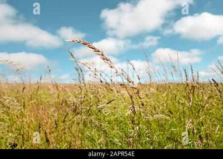 Nahaufnahme von hohen Gräsern, Biegung in der Brise auf einer wilden Wiese an einem hellen Sommertag, Blauer Himmel und flauschige weiße Wolken. Stockfoto