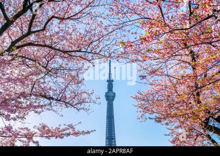 Tokio, JAPAN - APR 9, 2019: Schöne Kirschblüten und Tokio-Himmelsbaum im Frühling in Tokio, Japan. Stockfoto