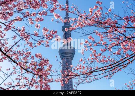 Tokio, JAPAN - APR 9, 2019: Schöne Kirschblüten und Tokio-Himmelsbaum im Frühling in Tokio, Japan. Stockfoto
