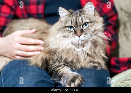 Die wütende Katze liegt auf dem Schoß ihres Besitzers und genießt es, geknudelt und purriert zu werden Stockfoto