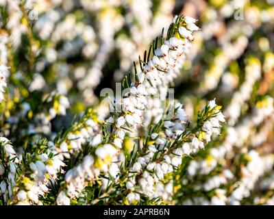 Blühende Schneedecke in weißer Farbe (erica Carnea) Stockfoto