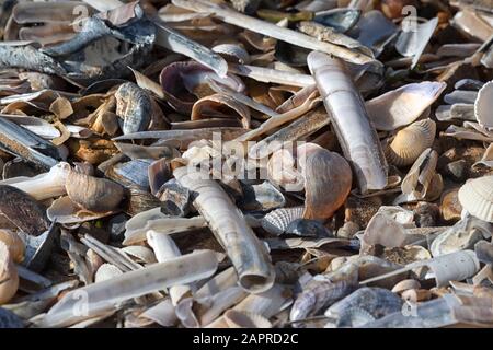 Seashells an der Küste, Norfolk, Großbritannien Stockfoto