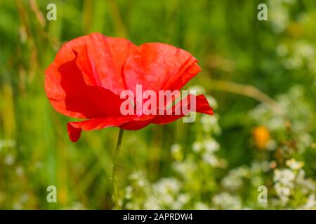 Nahaufnahme von schönem, rotem, blühendem Mohn auf einem natürlichen Feld Stockfoto