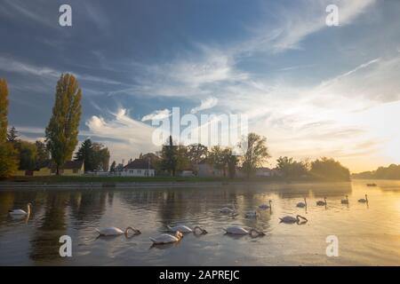 Farbenfroher Sonnenuntergang über dem ruhigen Fluss Bosut, Vinkovci, Kroatien. Schwäne, die auf dem Fluss schwimmen. Stockfoto