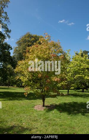 Laub im Frühherbst und rote Beeren des Japanischen Rowan-Baums (Sorbus commixta) in einem Garten in Wakehurst in West Sussex, England, Großbritannien Stockfoto