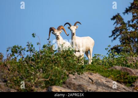 Zwei Dall Schafe (Ovis dalli) Widder Blick auf Kamera in der Windy Point Bereich der Chugach Mountains, Süd-Zentral-Alaska, südlich von Anchorage Stockfoto