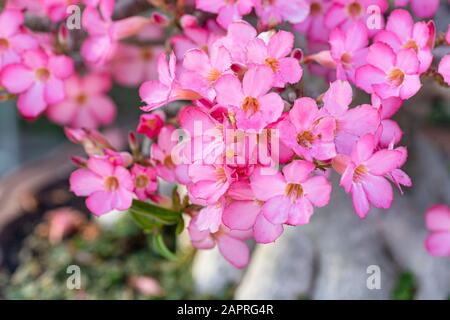 Nahaufnahme Selective Focus of Beautiful Pink Desert Rose flower in the Garden with Blurry Trunk in the Background, Mock Azalea Flowers, Impala Lily Flow Stockfoto