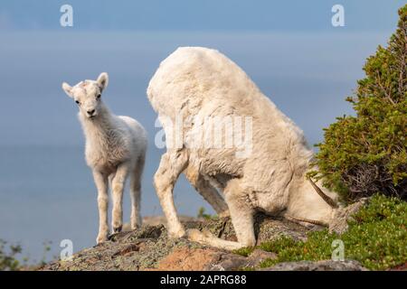 Dall Sheep (Ovis dalli) in der Windy Point Gegend in der Nähe des Seward Highway südlich von Anchorage in Süd-Zentral-Alaska. EWE sucht nach etwas gutem ... Stockfoto