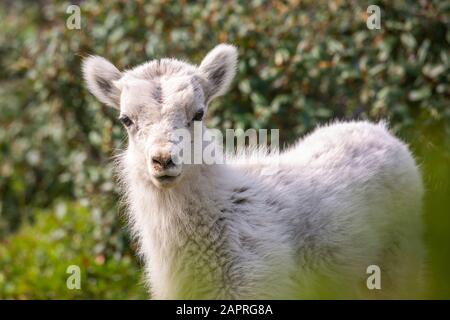 Dall Sheep (Ovis aries) Lamm schaut in der Windy Point Gegend in der Nähe des Seward Highway, südlich von Anchorage in Süd-Zentral-Alaska Stockfoto