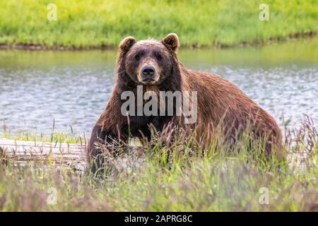Großer Braunbär Wildschwein (Ursus arctos) schaut auf Kamera, während er auf einem alten Baumstamm ruht, Alaska Wildlife Conservation Center, Süd-Zentral Alaska Stockfoto