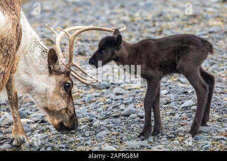 Ein Rentier (Rangifer tarandus) Kuh mit ihrem neuen Kalb, Kalb, das sehr nahe an schützende Kuh, Alaska Wildlife Conservation Center, bleibt Stockfoto