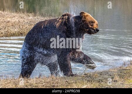 Braunbär (Ursus arctos) Wildschwein (männlich) schüttelt Wasser, nachdem er aus dem Teich kommt, Alaska Wildlife Conservation Center, Süd-Zentral Alaska Stockfoto
