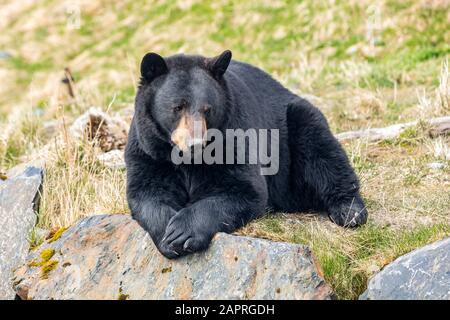 Ein männlicher Schwarzbär (Ursus americanus) ruht auf einem Hügel, Alaska Wildlife Conservation Center; Portage, Alaska, Vereinigte Staaten von Amerika Stockfoto