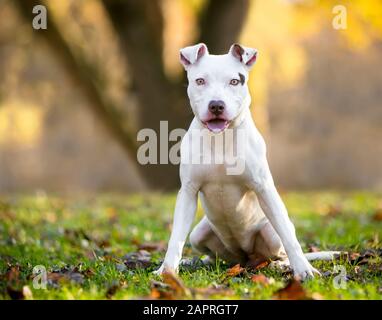 Ein junger, weißer Pit Bull Terrier gemischter Rassehund, der im Freien mit einem glücklichen Ausdruck sitzt Stockfoto