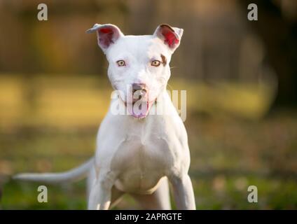 Ein junger, weißer Pit Bull Terrier gemischter Rassehund, der im Freien mit einem glücklichen Ausdruck steht Stockfoto