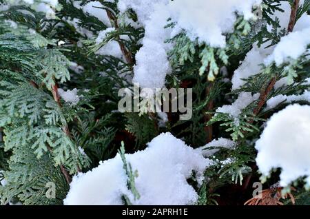 Nahaufnahme von Thuja Occidentalis mit Schnee bedeckt. Stockfoto