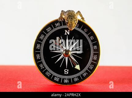 Nahaufnahme einer kleinen Eidechse an der Spitze Der Kompass mit verschwommenem Hintergrund Stockfoto