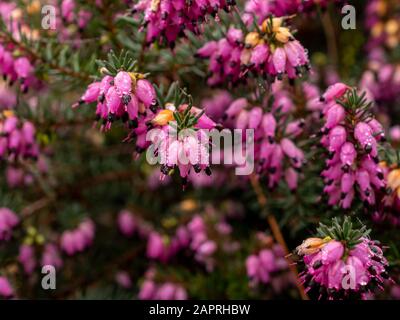 Nahaufnahme der leuchtend rosafarbenen Blumen und grünen Blätter der Winterheide, Erica Carnea Stockfoto