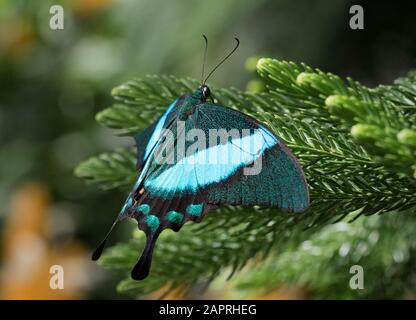 Gebänderter Pfau glänzend grüner Schmetterling nah an Stockfoto