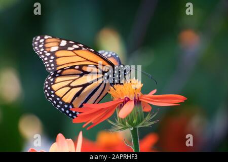 Nahaufnahme von Monarch-Schmetterling auf orangefarbener Blume mit grünem Hintergrund Stockfoto