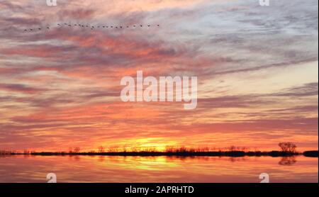 Überschwemmtes Feld und Baumgrenze bei Sonnenuntergang, die in Wasser mit fliegenden Gänsen hoch im Himmel reflektiert werden Stockfoto